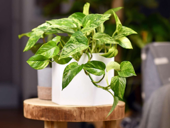 Pothos